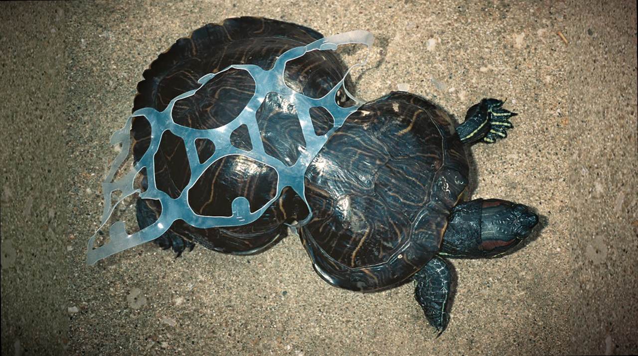 Sea Life With Plastic